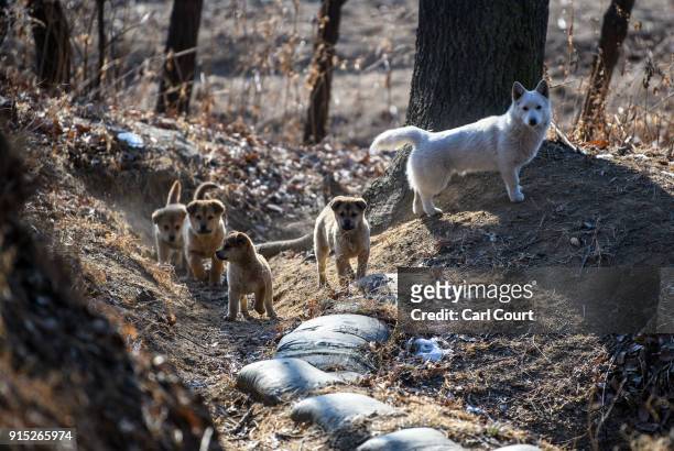 Family of dogs look on as they walk around an operational trench system overlooking the main highway leading towards North Korea, near the...