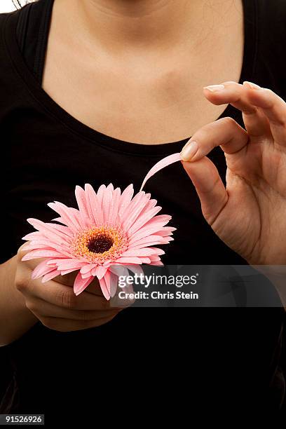 woman picking petals off a pink gerber daisy - 花びら占い ストックフォトと画像