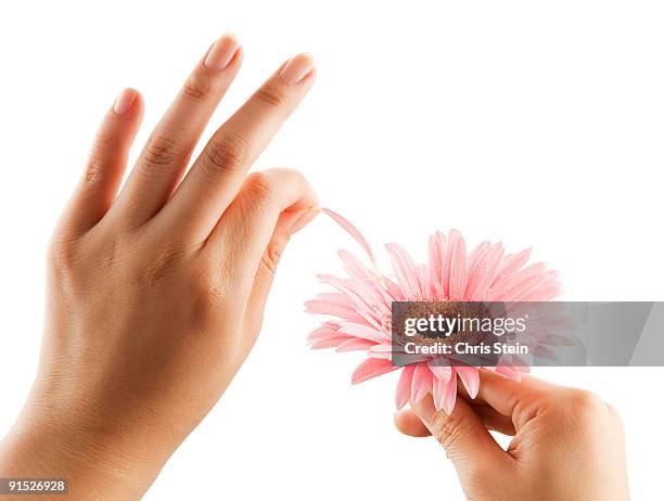 woman picking a petal off a flower - 花びら占い ストックフォトと画像