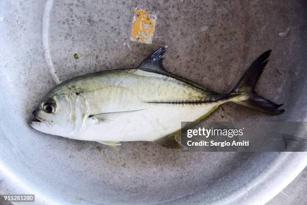 bluefin trevally fish - bluefin trevally stock pictures, royalty-free photos & images
