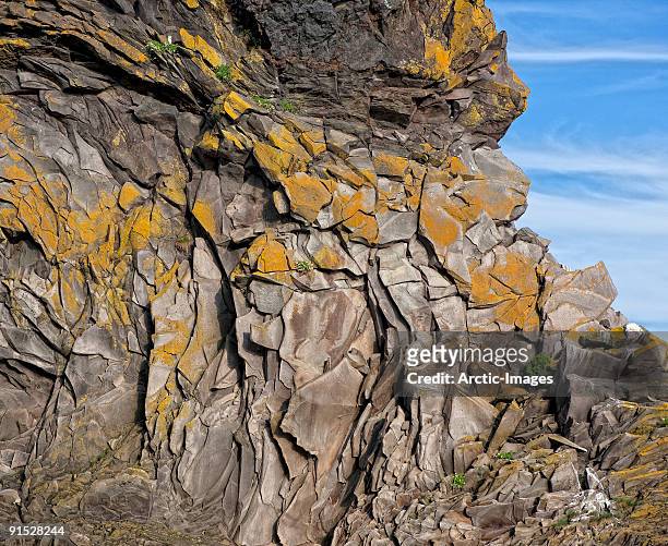 lichen on lava cliff - hellnar stock pictures, royalty-free photos & images