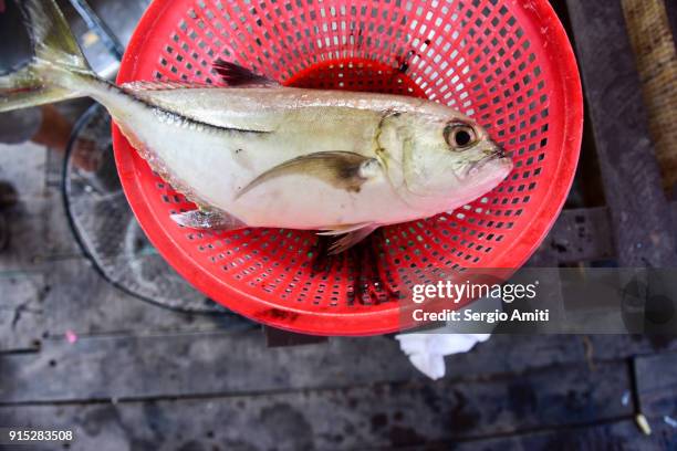 bluefin trevally fish in a red colander - bluefin trevally stock pictures, royalty-free photos & images