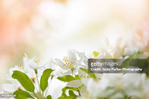close-up image of the spring, white crab apple blossom - apple blossom stock pictures, royalty-free photos & images