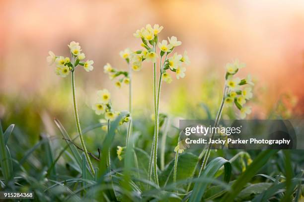 spring flowering yellow primroses taken against a soft background - primrose stock pictures, royalty-free photos & images