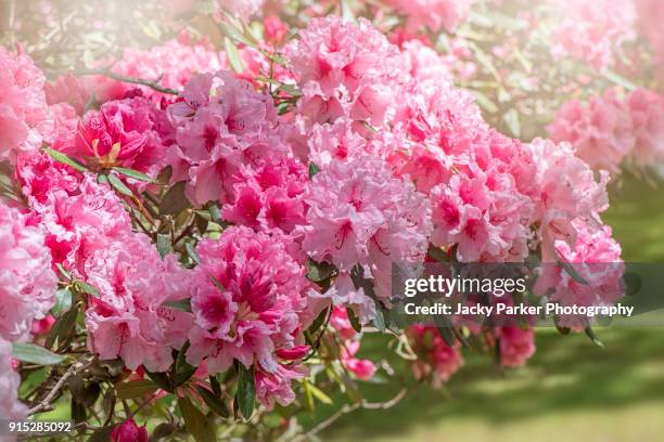 vibrant pink, summer hydrangea flowers in hazy sunshine - evergreen hydrangea stock pictures, royalty-free photos & images