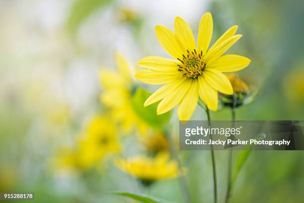 summer flowering coreopsis verticillata or tickseed yellow flower, taken in the hazy sunshine - garden coreopsis flowers stock pictures, royalty-free photos & images