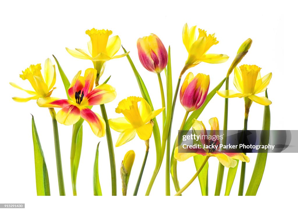 High-key image of vibrant red and yellow tulips and yellow daffodils against a white background