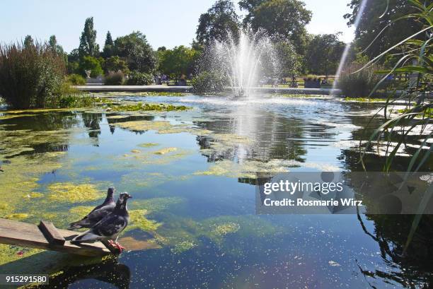 kensington gardens in summer - water garden stock pictures, royalty-free photos & images