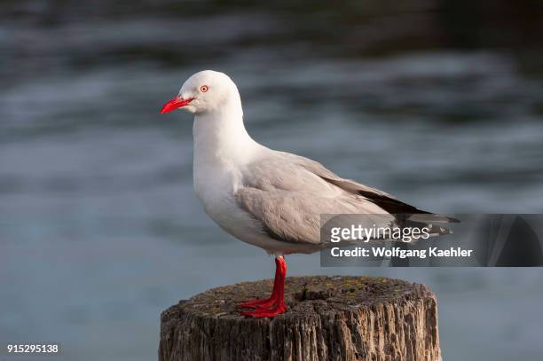 Red-billed gull , once also known as the mackerel gull, is a native of New Zealand , being found throughout the country and on outlying islands...