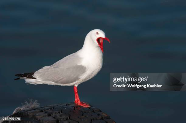 Red-billed gull , once also known as the mackerel gull, is a native of New Zealand , being found throughout the country and on outlying islands...