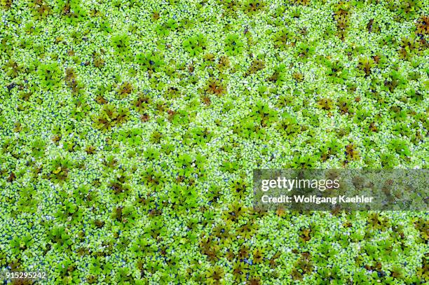 Floating plants covering a pond at the Mona Vale Gardens in Christchurch on the South Island in New Zealand.