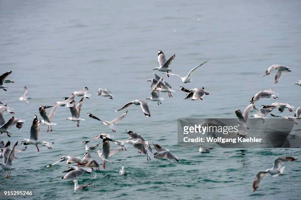 Red-billed gulls , once also known as the mackerel gull, is a native of New Zealand , being found throughout the country and on outlying islands...