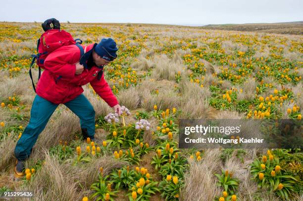 Lecturer Ian Cooke explaining the subantarctic megaherbs pink Anisotome latifolia and yellow Bulbinella rossii flowers, commonly known as the Ross...