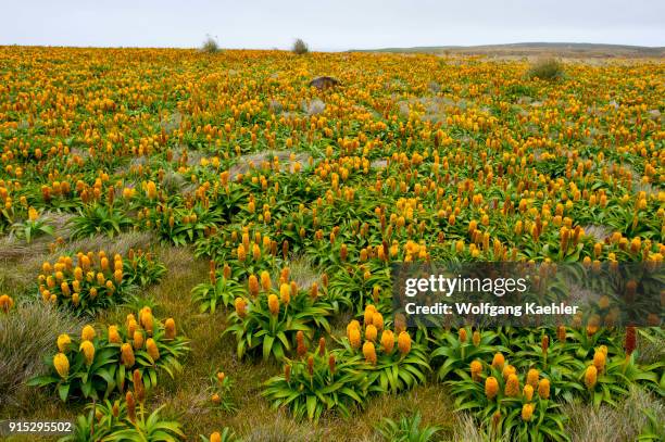 Field of yellow Bulbinella rossii flowers, commonly known as the Ross lily, on Enderby Island, a sub-Antarctic Island in the Auckland Islands...