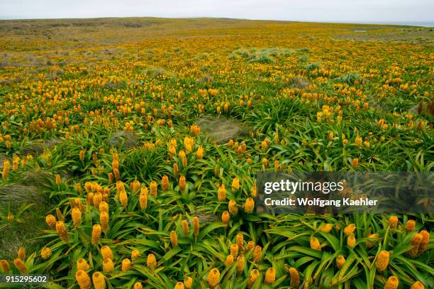 Field of yellow Bulbinella rossii flowers, commonly known as the Ross lily, on Enderby Island, a sub-Antarctic Island in the Auckland Islands...