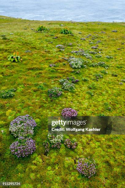 Enderby Island Gentian and yellow Bulbinella rossii flowers, commonly known as the Ross lily, on Enderby Island, a sub-Antarctic Island in the...