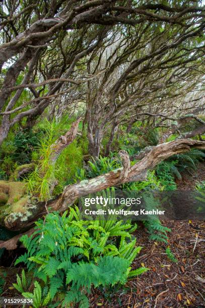 Ferns growing in the Rata forest on Enderby Island, a sub-Antarctic Island in the Auckland Islands archipelago, New Zealand.