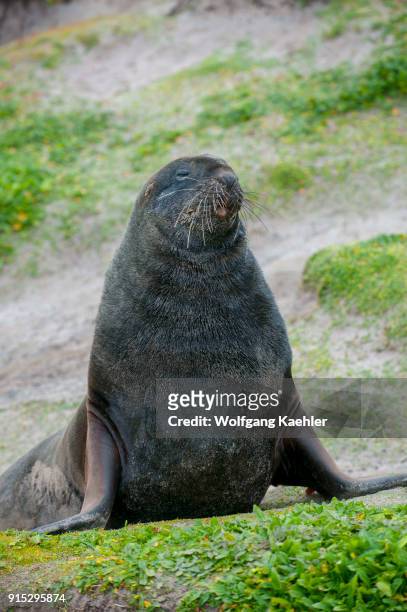 Beachmaster New Zealand sea lion , also known as Hookers sea lion, patrolling his terretory on Enderby Island, a sub-Antarctic Island in the Auckland...