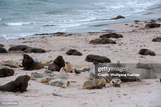 New Zealand sea lions , also known as Hookers sea lion, on a beach at Enderby Island, a sub-Antarctic Island in the Auckland Islands archipelago, New...