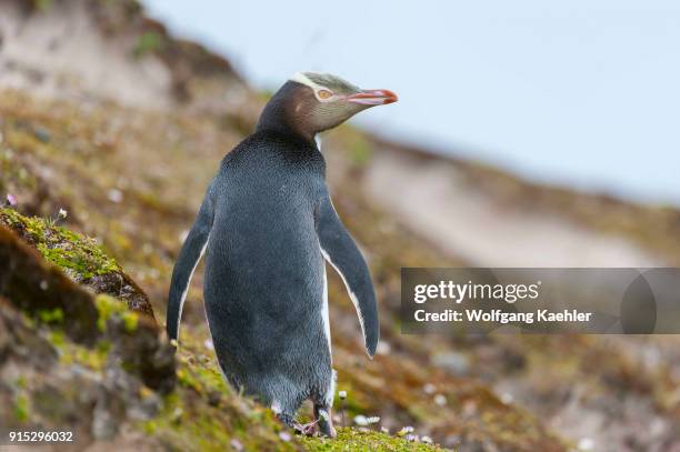Yellow-eyed penguin on a slope on Enderby Island, a sub-Antarctic Island in the Auckland Island group, New Zealand.