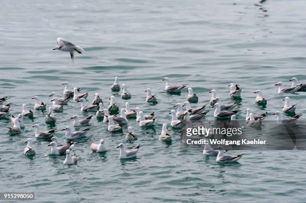 Flock of Red-billed gulls , once also known as the mackerel gull, is a native of New Zealand , being found throughout the country and on outlying...