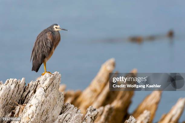 White-faced heron is perched on rocks in Kaikoura on the South Island in New Zealand.