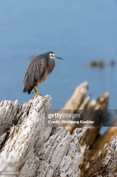 White-faced heron is perched on rocks in Kaikoura on the South Island in New Zealand.