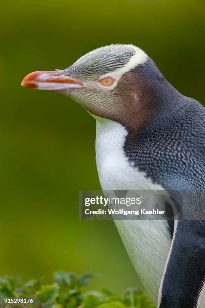 Portrait of a Yellow-eyed penguin on Enderby Island, a sub-Antarctic Island in the Auckland Island group, New Zealand.