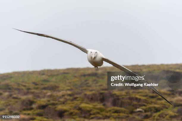 Southern royal albatross flying in for landing on Enderby Island, a sub-Antarctic Island in the Auckland Island group, New Zealand.