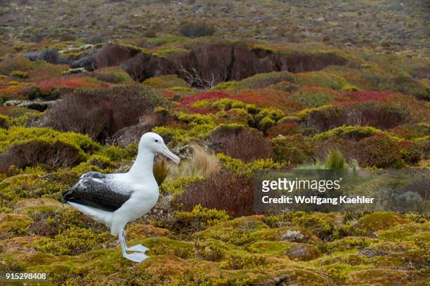 Southern royal albatross on Enderby Island, a sub-Antarctic Island in the Auckland Island group, New Zealand.