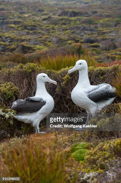 Pair of southern royal albatrosses on Enderby Island, a sub-Antarctic Island in the Auckland Island group, New Zealand.