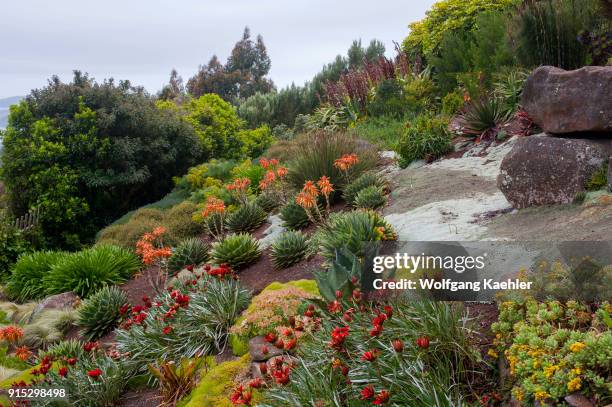 Flowers in the garden of the Larnach Castle near Dunedin on the South Island in New Zealand.