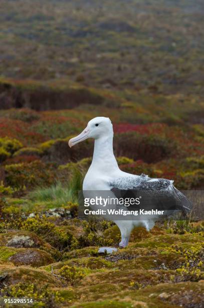 Southern royal albatross on Enderby Island, a sub-Antarctic Island in the Auckland Island group, New Zealand.