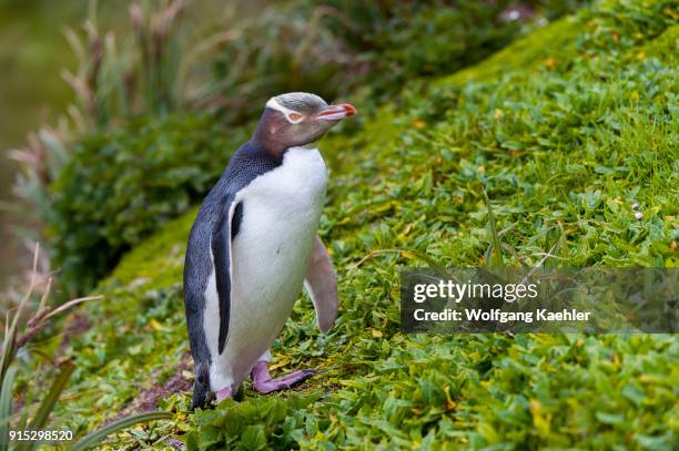 Yellow-eyed penguin on a slope on Enderby Island, a sub-Antarctic Island in the Auckland Island group, New Zealand.