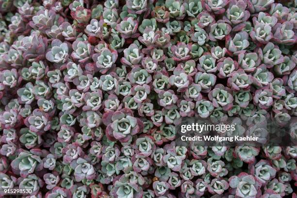 Close-up of succulent plants in the garden of the Larnach Castle near Dunedin on the South Island in New Zealand.