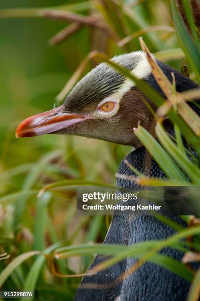 Portrait of a Yellow-eyed penguin on Enderby Island, a sub-Antarctic Island in the Auckland Island group, New Zealand.