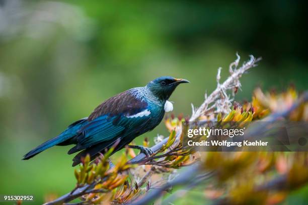 Tui , an endemic passerine bird, is feeding nectar on a flax flower in the Karori Wildlife Sanctuary near Wellington on the southern tip of the North...