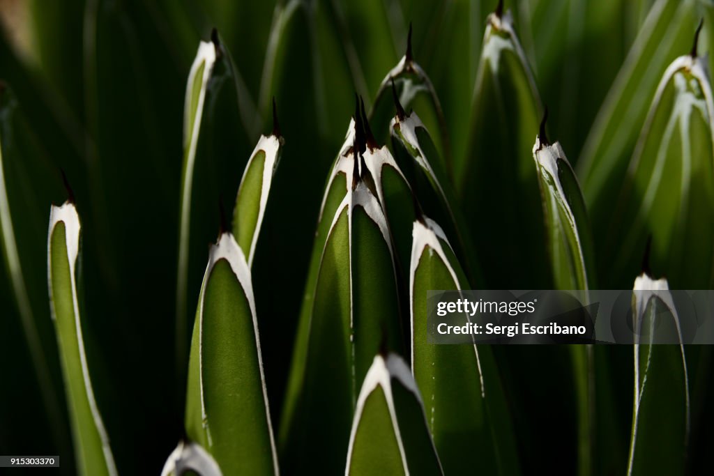 Agave victoriae-reginae (Queen Victoria agave, royal agave)