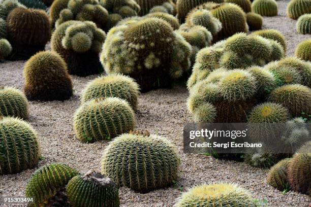 echinocactus platyacanthus, giant barrel cactus and echinocactus grusonii - cotton top cactus stock pictures, royalty-free photos & images