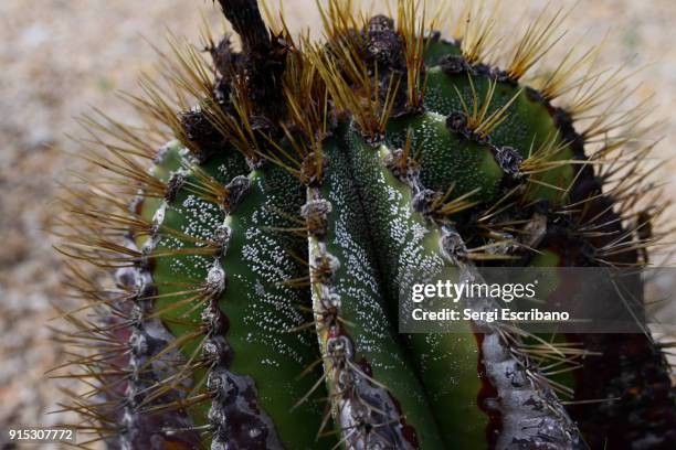 cactus attacked by white mealybugs - scale insect stock pictures, royalty-free photos & images