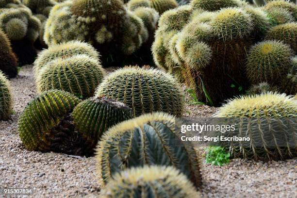 echinocactus platyacanthus, giant barrel cactus and echinocactus grusonii - scarlet crown cactus stock pictures, royalty-free photos & images