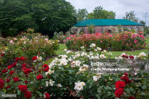The rose garden at the Mona Vale Gardens in Christchurch on the South Island in New Zealand.