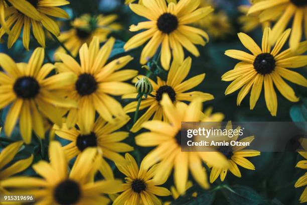 black eyed susan - annie otzen stock pictures, royalty-free photos & images