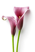 Flowers: Calla Lily Isolated on White Background