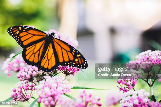 monarch butterfly - milkweed stock-fotos und bilder