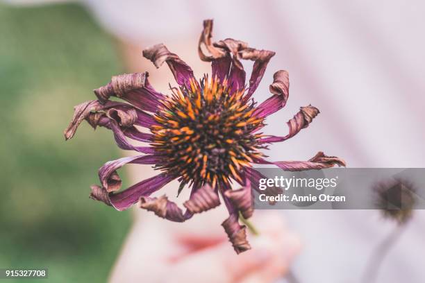 dried out purple coneflower - dry rot stock pictures, royalty-free photos & images