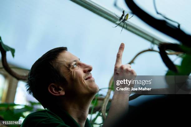Jamie Mitchell counting the orb spiders during the ZSL London Zoo annual stock take at ZSL London Zoo on February 7, 2018 in London, England.