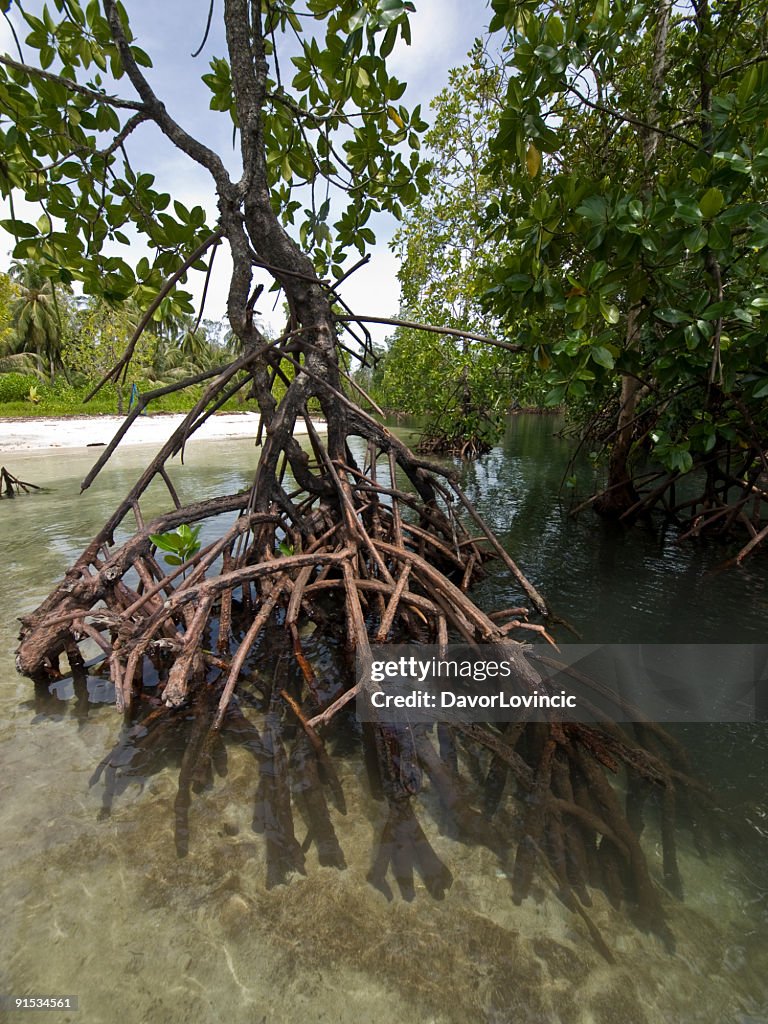 Mangrove