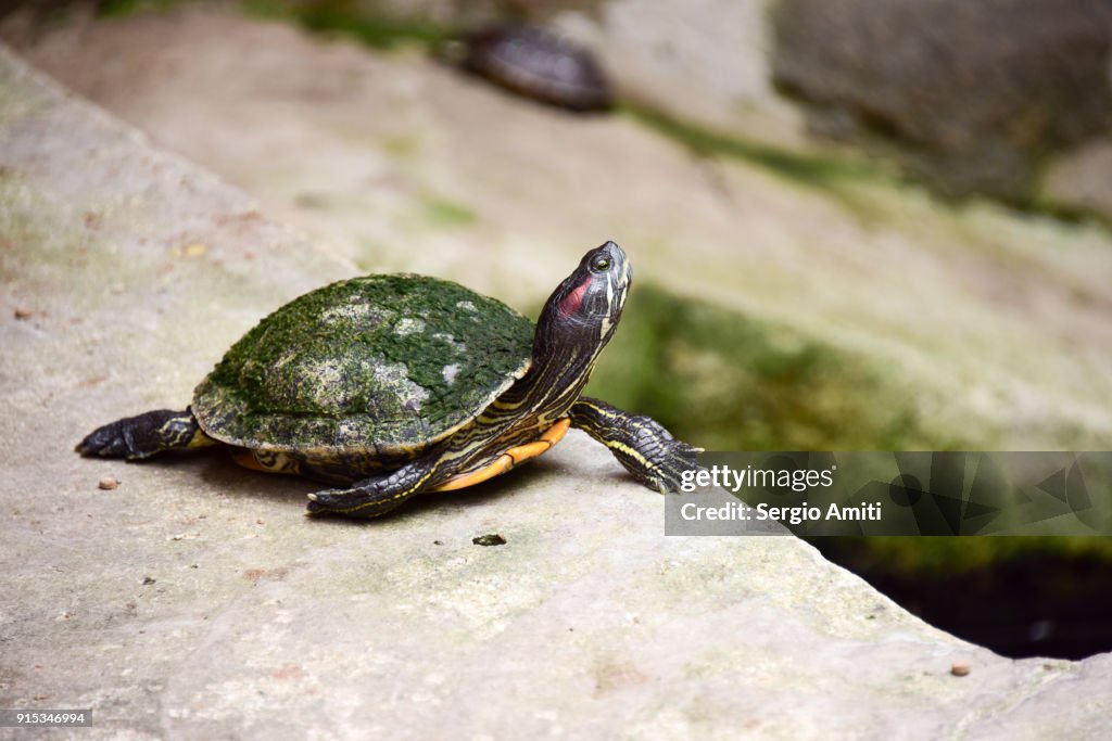 Red-eared turtle