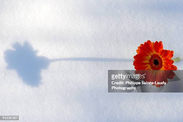 shadow on snow - sainte-laudy photos et images de collection